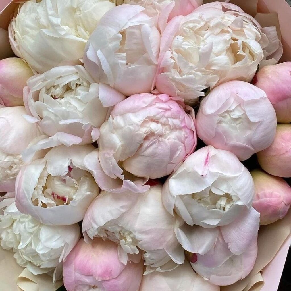 Light pink Gardenia peony