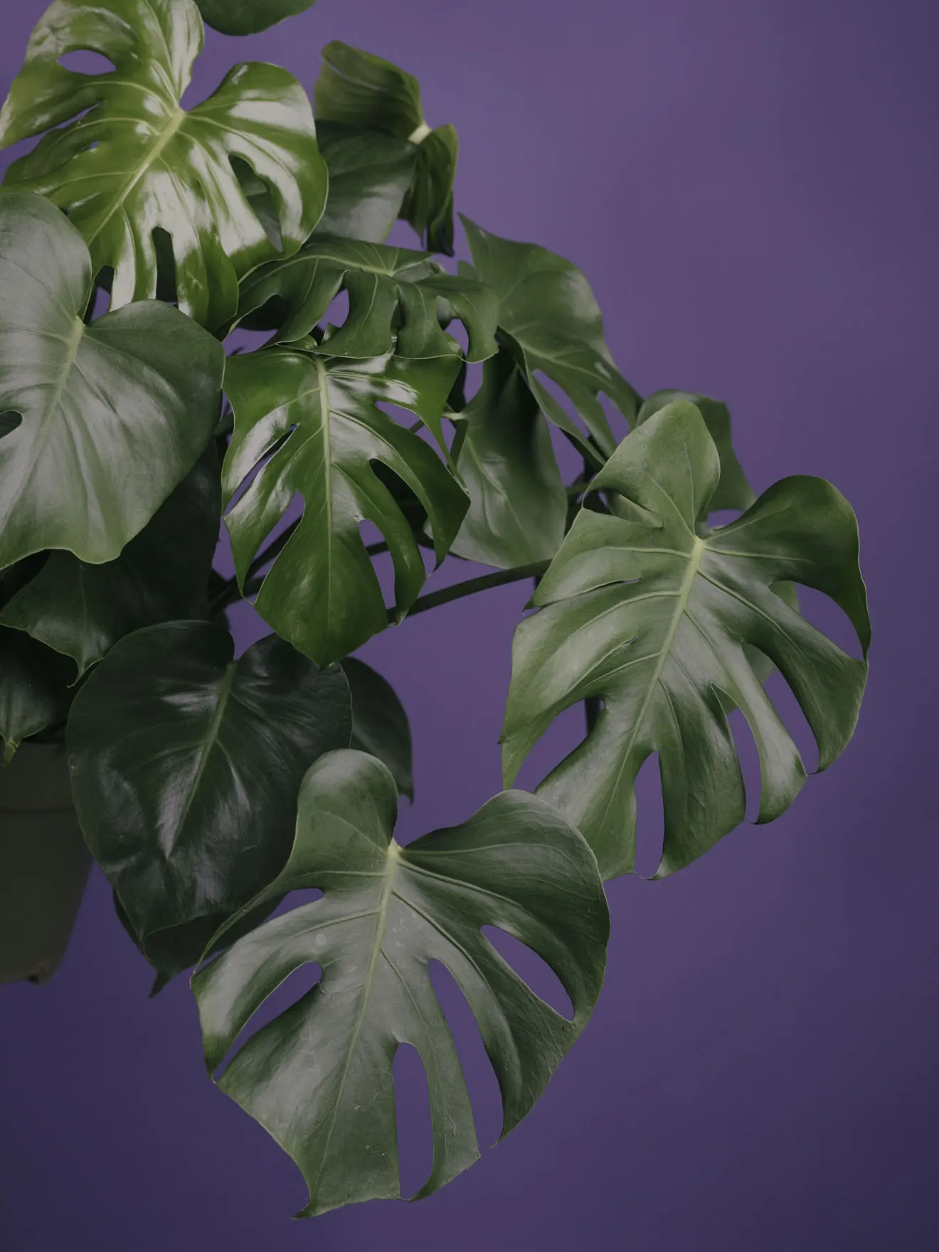 Split Leaf Philodendron