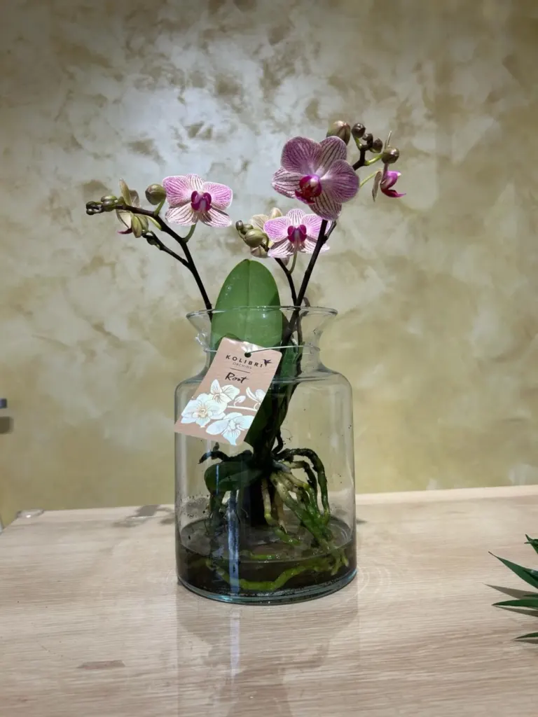 Vitelis Flowers Iași3